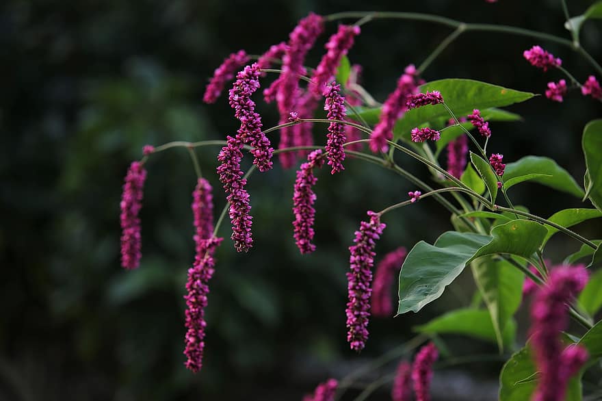 have, plante, blomster, lilla blomster, Persicaria Orientalis, Prinsesse fjerplante, Kys mig over Garden Gate Plant, flor, blomstre, blomstrende plante, flora
