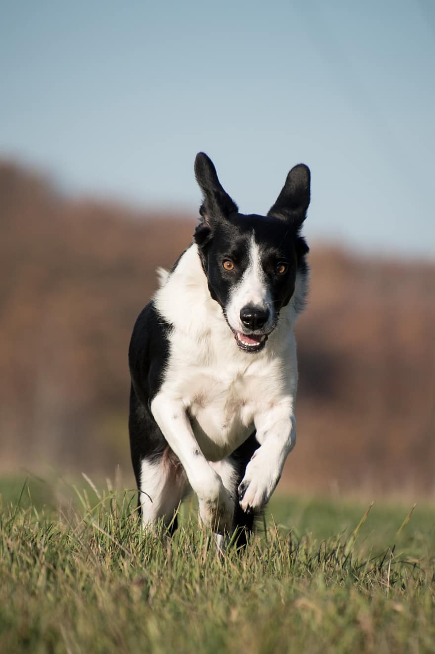 Dog, Canine, Pet, Domestic, Run, Playful, Play, Mammal, Spotted, Grass, Meadow
