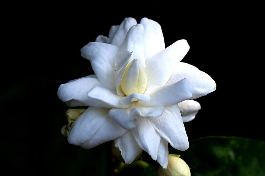 flor de jazmín, flor, planta, flor blanca, flor fragante, pétalos, brotes, floración, flora, naturaleza, de cerca