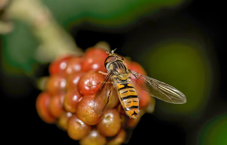 Hoverfly, насекомое, природа, цветочная муха, сифидная муха, животное, завод, Флора