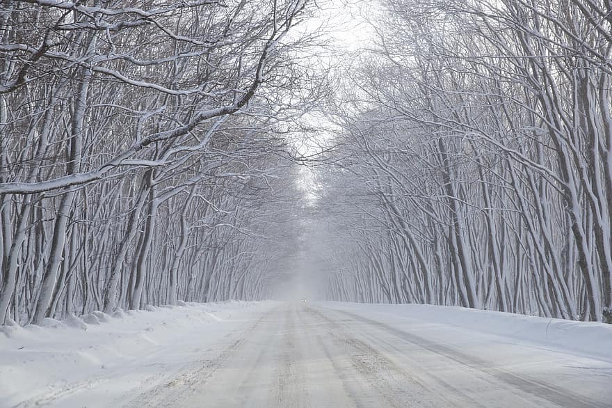 carril, carretera, congelat, gelades, bosc, naturalesa, silenci, solitud, vent de neu, fred, boira