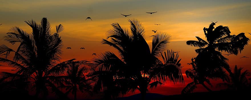 palmbomen, natuur, zonsondergang, vogelstand, bomen, hemel, schemer, avond, silhouet, paradijs, zon