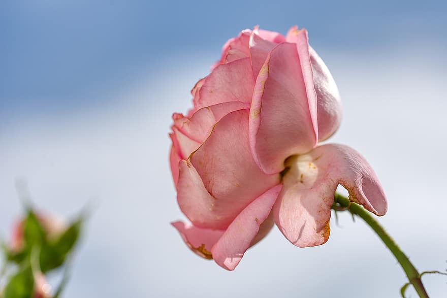 троянда, рожевий, вдарити, не ідеальний, помилка, цвітіння, квітка, розтягнуто, небо