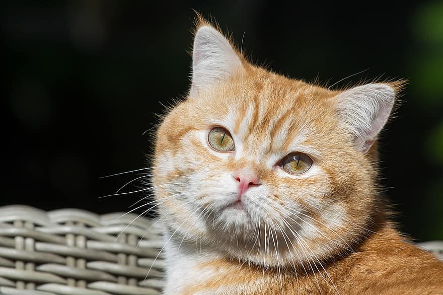 british shorthair, gato, animal, gatito, mamífero, animal domestico, Gato domestico, al aire libre, mascotas, linda, animales domesticos