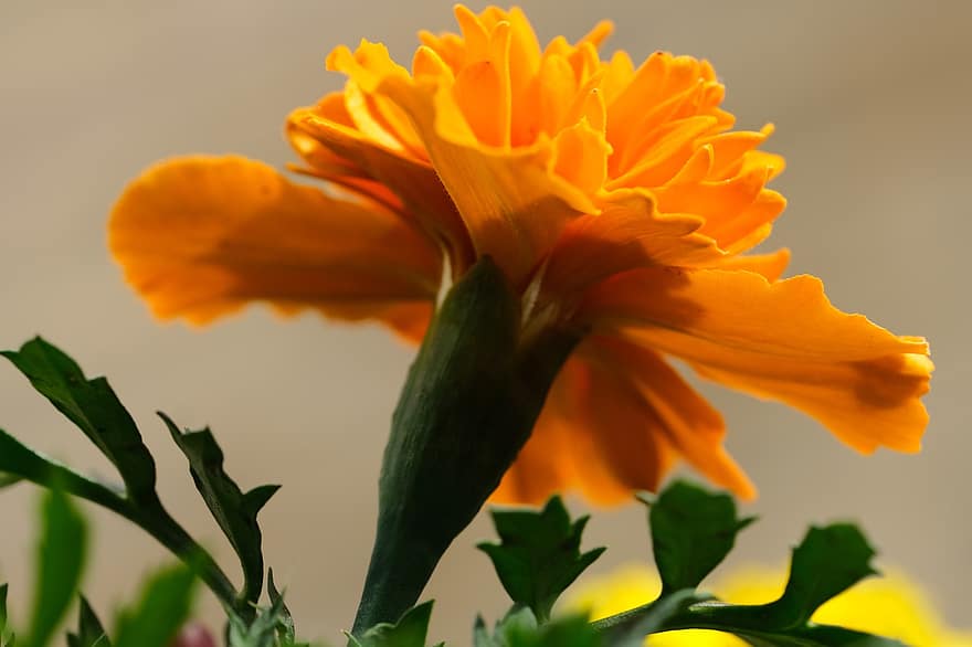 fransk guldfärg, tagetes patula, blomma, orange, växt, natur
