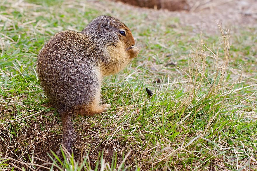 Gopher, Nature, Rodent, Squirrel, Animal, Wildlife, Alberta, grass, animals in the wild, cute, small