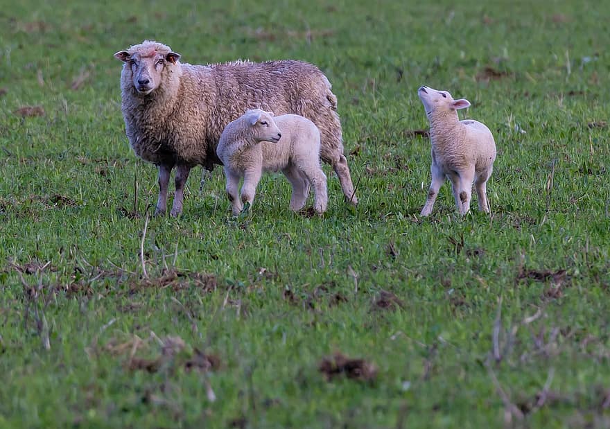 avių, ėriena, ūkis, ganyklose, gyvulius, lauke, pobūdį, mielas, kaimo, žolė, bandos