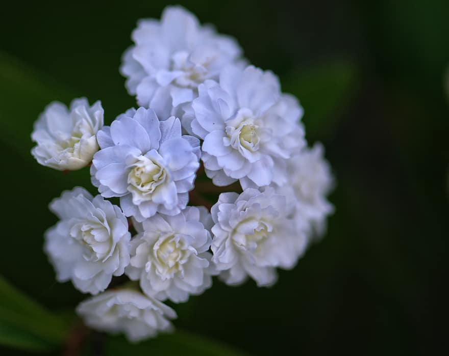λευκά λουλούδια, λευκά πέταλα, άνθη, άνθος, ανθίζω, άνοιξη, άνθινος, φυτό, φύση, βοτανικός, λουλούδια