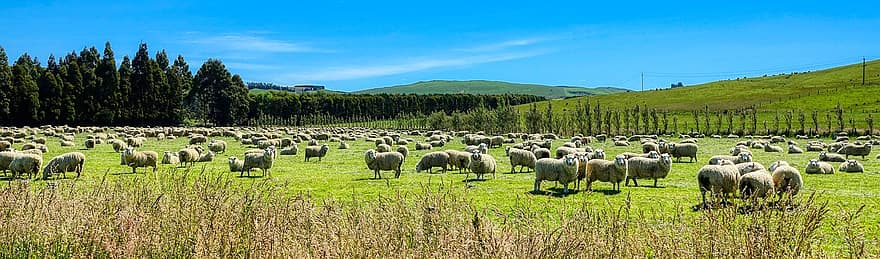 la zélande, mouton, agneau, la laine, champ, animaux, bétail