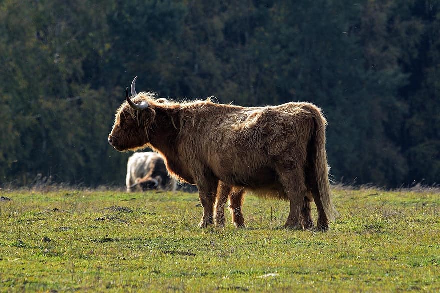 Toro, bestiame