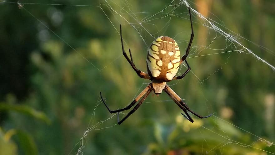 insekt, edderkop, orb væver, web, arachnid