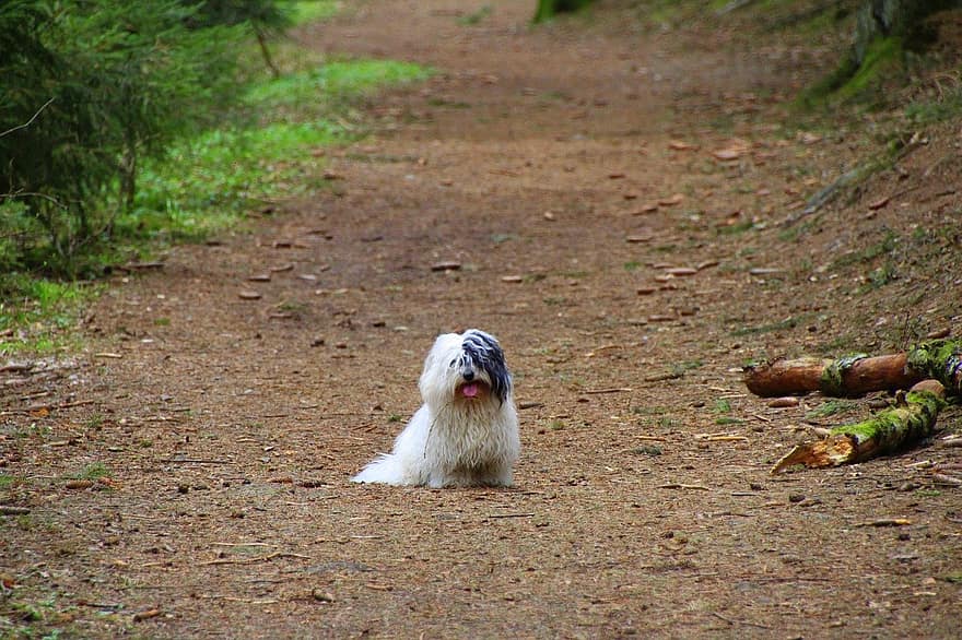pies, coton de tulear, ścieżka, szczeniak, biały pies, mały pies, coton, zwierzę domowe, hodowla, zwierzę, szczęśliwy