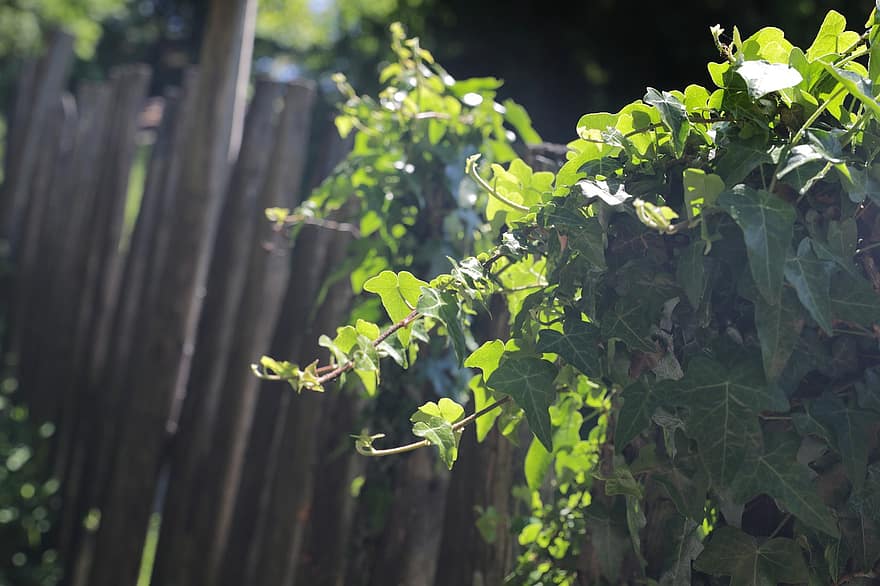 Fence, Ivy, Garden Fence, Green, Leaves, Force, Plant, Close Up, Limit