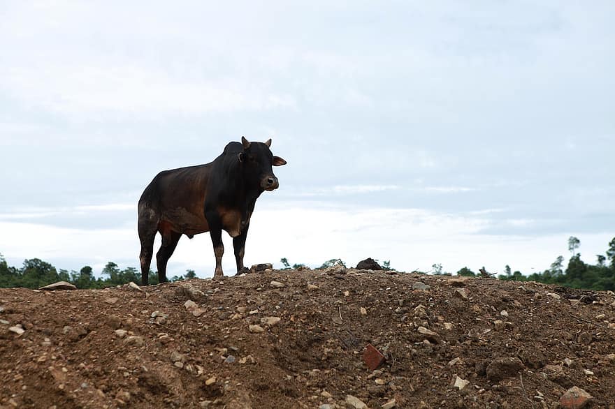 بقرة ، ماشية ، الثروة الحيوانية