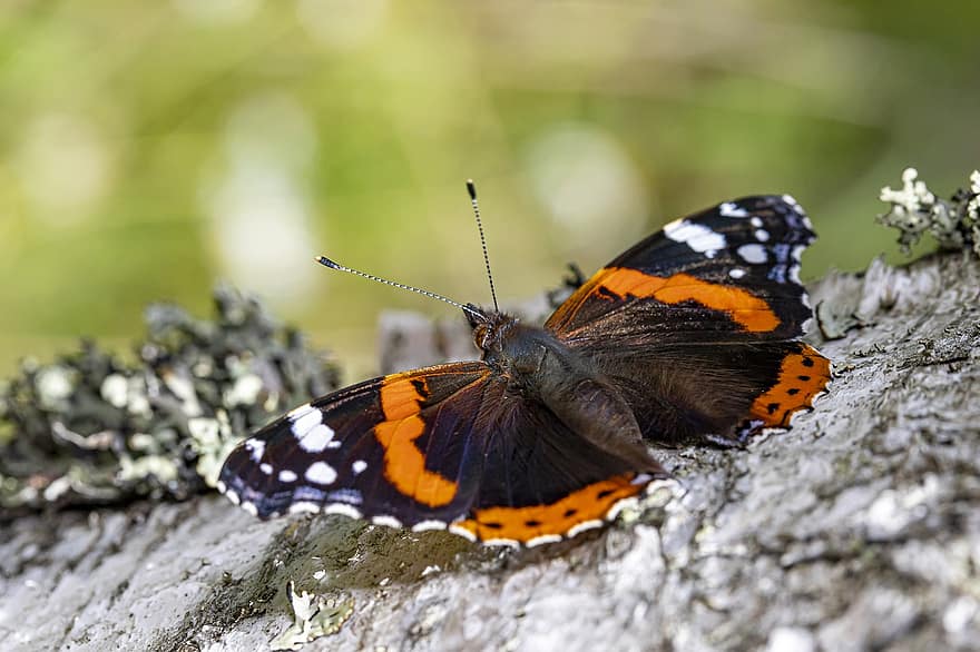 roter Admiral, Schmetterling, Insekt, Vanessa Atalanta, Natur