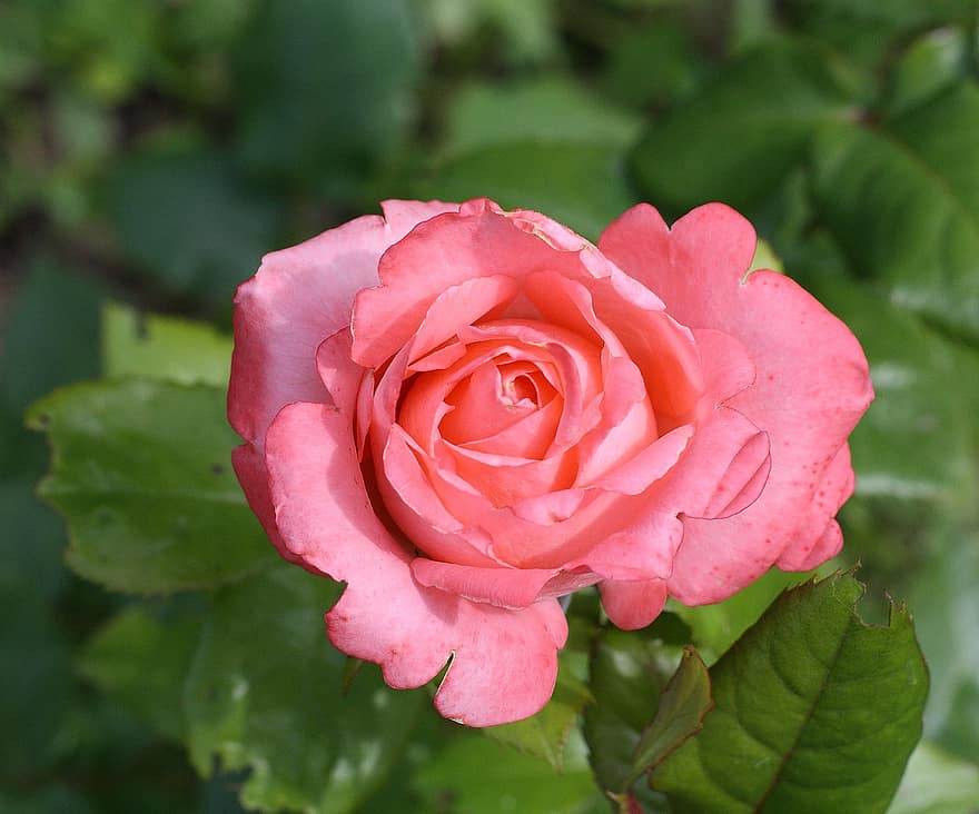 Rose på en grøn baggrund, morgen blomster, smukke blomster, pink rose, Rose, rosenblomst, natur, sommer, farve, rød rose, Pink Rose På En Grøn Baggrund