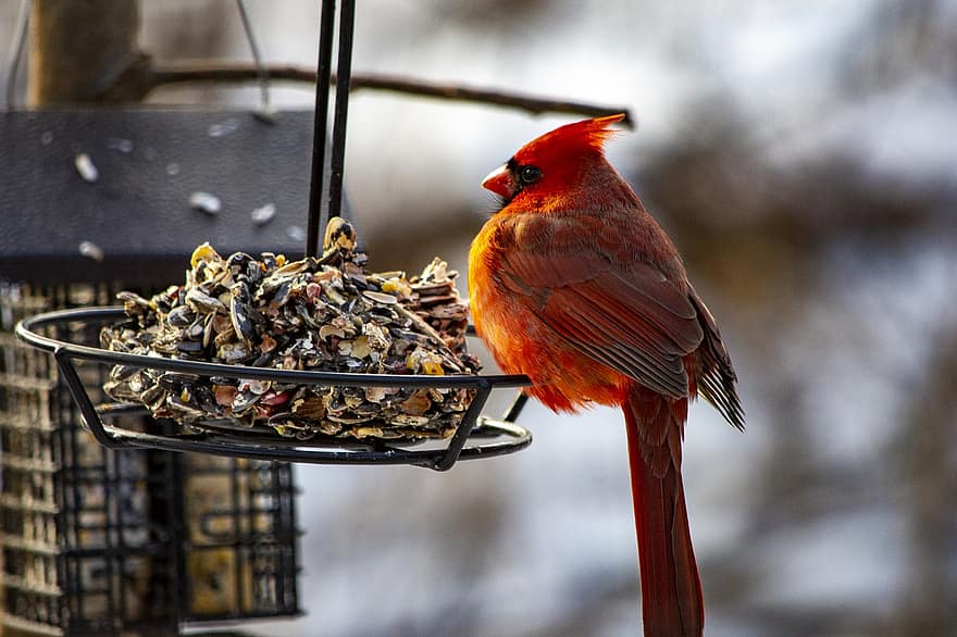 kardinál pták, pták, zimní, sníh, ptačí, Pírko, detail, zobák, jídlo, vícebarevné, zvířata ve volné přírodě