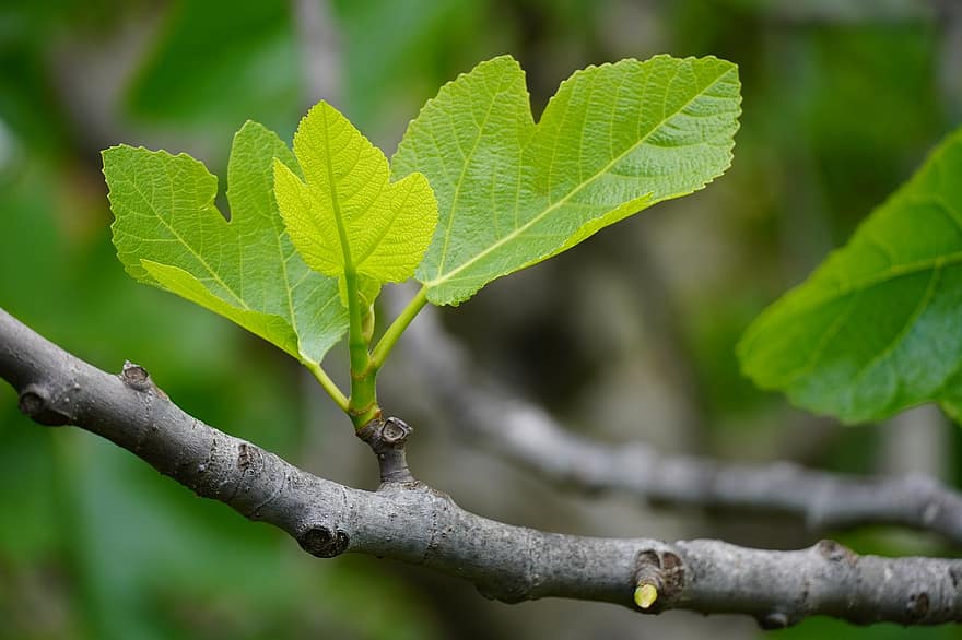 Branch, Leaves, Botany, Macro, Foliage, Trunk, Fig Tree, Spring, leaf, tree, close-up