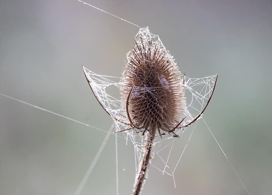 teasel sauvage, araignée, toile d'araignée, dipsacus fullonum, la nature
