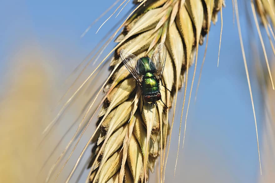 Fly, Insect, Barley, Wings, Animal, Entomology, Crop