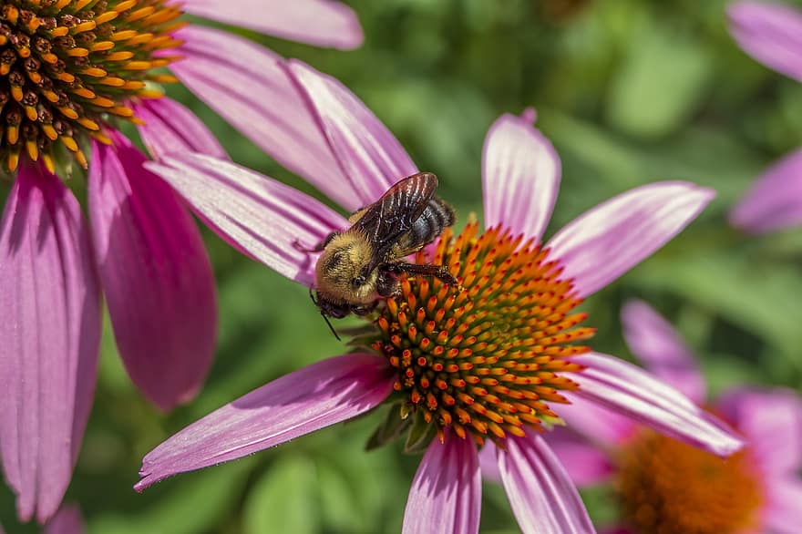 пчела, бръмча, земна пчела, насекомо, животно, буболечка, дивата природа, природа, цвете, лято, крила