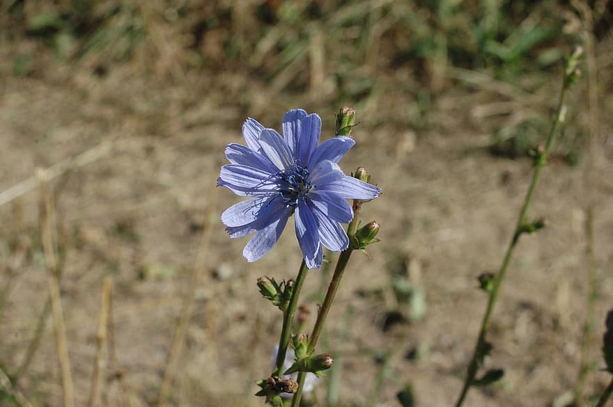 Chicory, Flower, Plant, Petals, Bloom, Buds