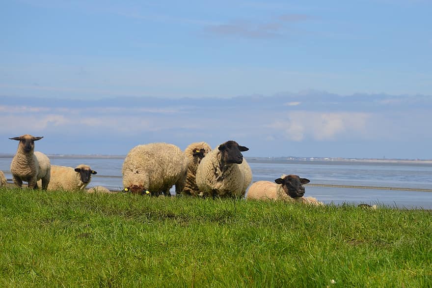 cừu, bầy đàn, đàn cừu, ăn cỏ, nhóm cừu, chăn nuôi cừu, chăn nuôi gia súc, Chăn nuôi cừu, đê, phía Bắc Biển, đông frisia