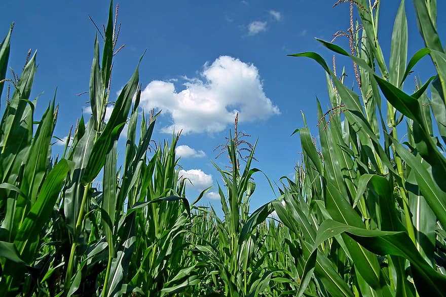 kukurūza, jomā, lauksaimniecību, augiem, ciemats, lauksaimnieks, raksturs, ainavu, debesis, vasarā, zaļumi