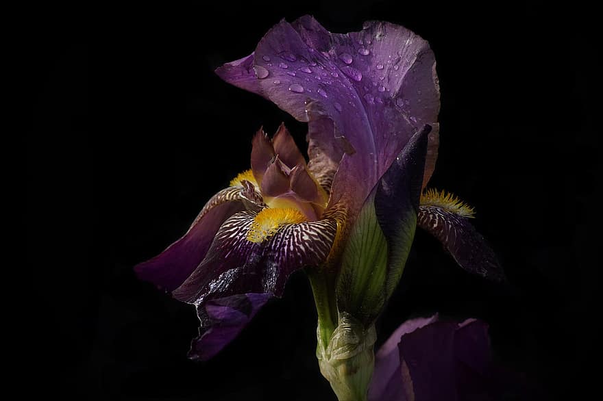 Iris, Purple Flower, Flower, Dew, Petals, Purple Petals, Bloom, Sword Lily, Blossom, Flora, Plant