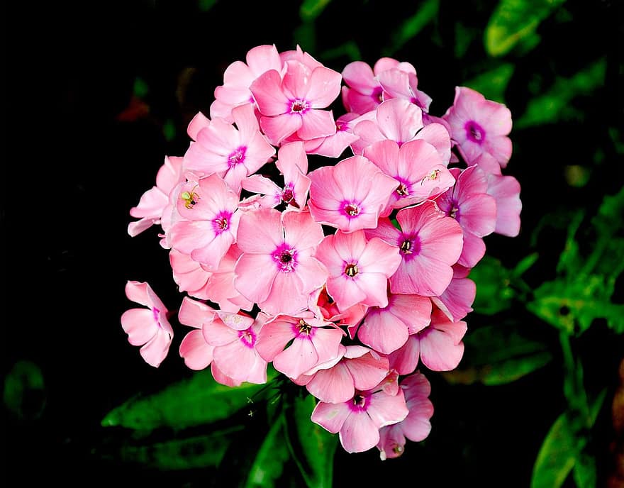 एक प्रकार का पौधा, गुलाबी फूल, फूल