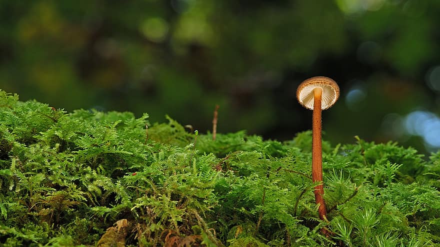 Mushroom, Plant, Toadstool, Mycology, Forest Mushroom, Moss, Nature