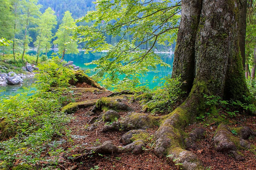 hutan, akar, danau, menanam, tepi danau, Lomb, alpine, pohon, pemandangan, warna hijau, daun