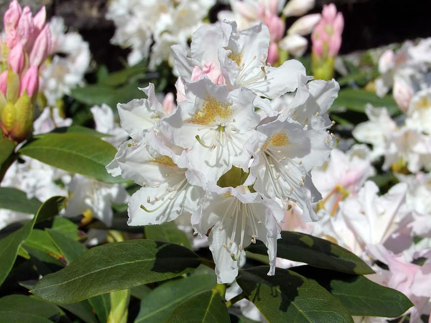 rhododendron, vår, vit