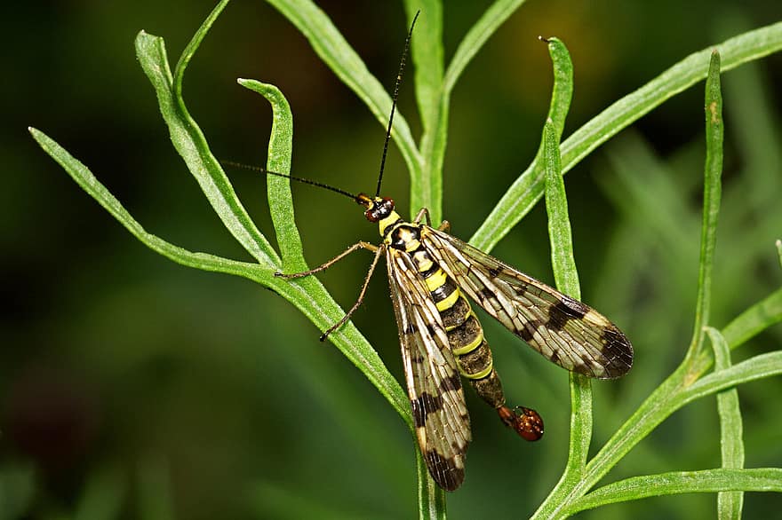 insekt, scorpion flyga, entomologi, arter, makro, vingar, natur, närbild, grön färg, sommar, växt