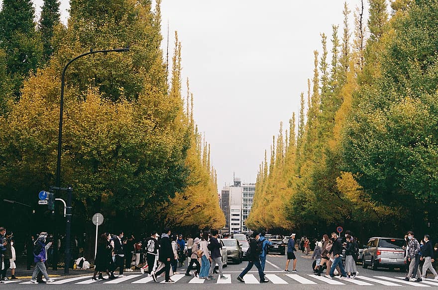 ulica, drzewo, shinjuku, ludzie, żółty