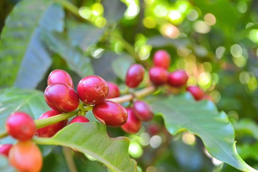 kaffe, kaffebønner, Kaffe blade, røde kirsebær