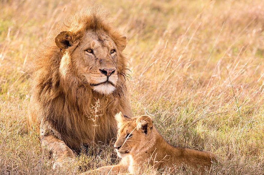 лъв, зверче, котешки, хищник, месояден, дивата природа, животно, котка, сафари, бозайник, млад