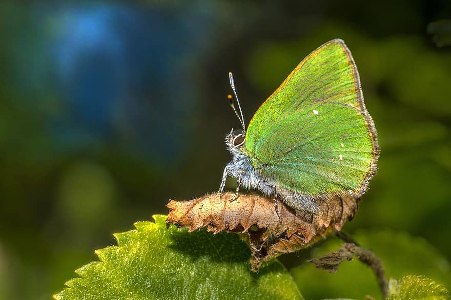 molletta verde, callophrys rubi, farfalla, farfalla verde, ali di farfalla, insetto alato, lepidotteri, entomologia, natura, insetto, avvicinamento