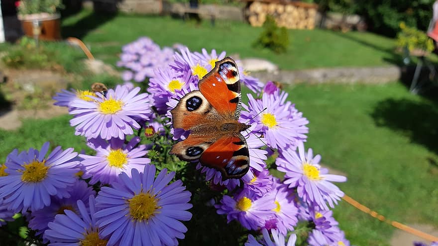 공작 나비, 나비, 꽃들, 애 스터스, 곤충, 날개, 자주색 꽃, 식물, 정원, 자연