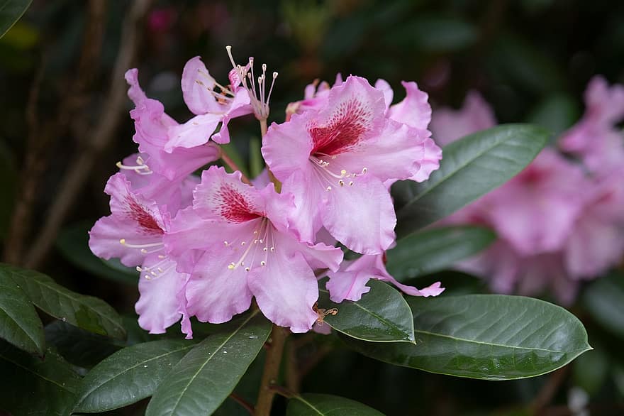 Rhododendron, Flowers, Plant, English Roseum, Pink Flowers, Petals, Blossom, Bloom, Flora, Spring, Nature