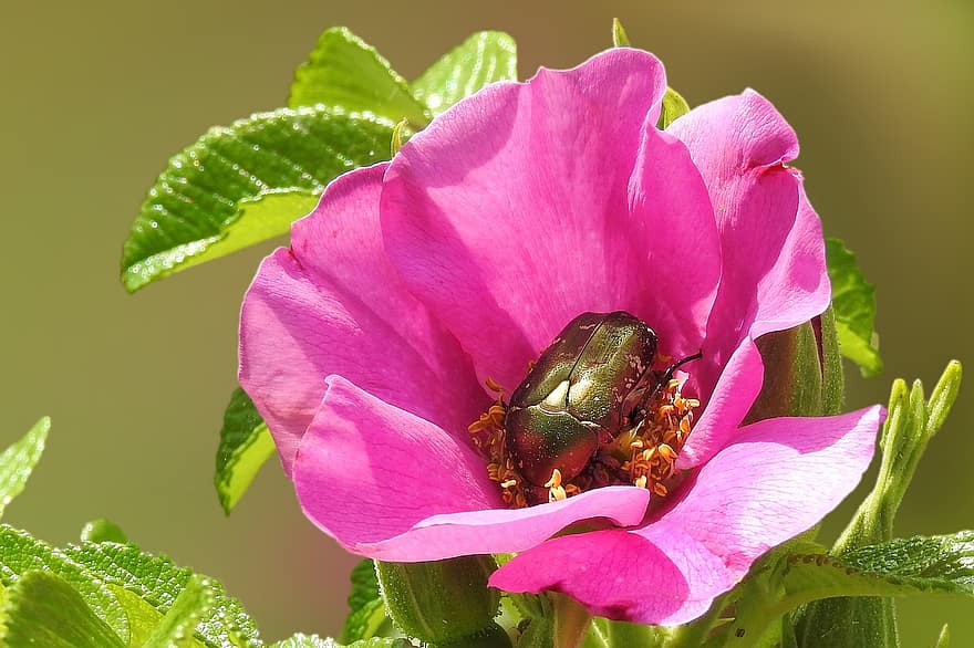 bunga, mekar, berkembang, mawar liar, berwarna merah muda, kumbang