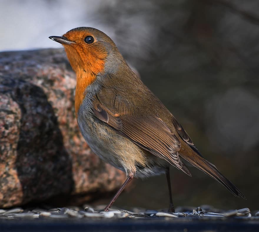 robin, oiseau, animal, perché, Robin Redbreast, petit oiseau, faune, plumes, plumage, la nature, l'observation des oiseaux