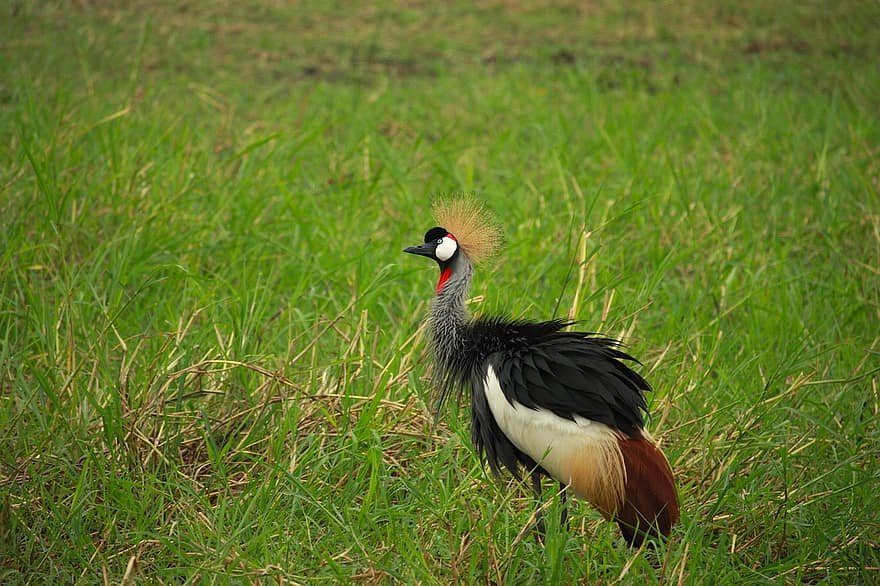 Grey Crowned Crane, Bird, Animal, Crowned Crane, African Crowned Crane, Wildlife, Plumage, Beak, Meadow, feather, animals in the wild