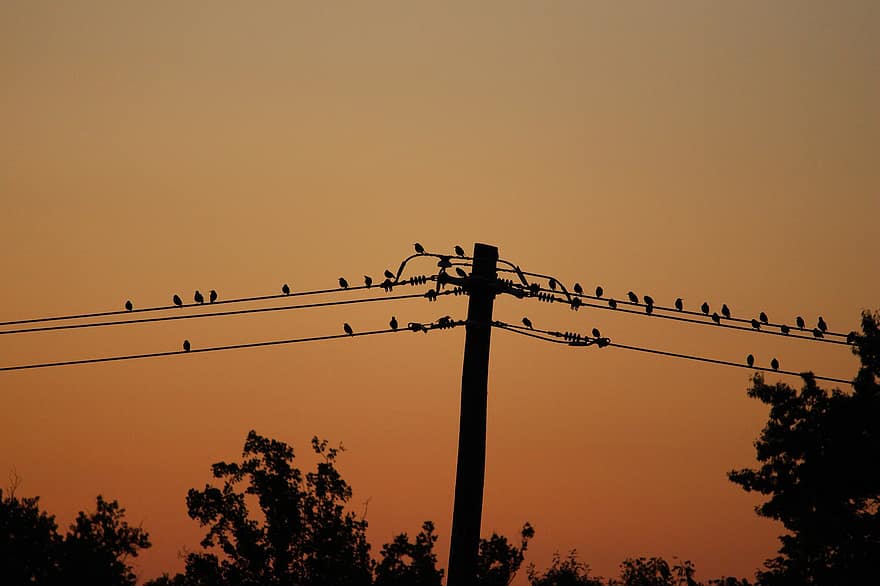 Birds, Sky, Sunset, silhouette, dusk, back lit, sun, sunlight, sunrise, dawn, power line