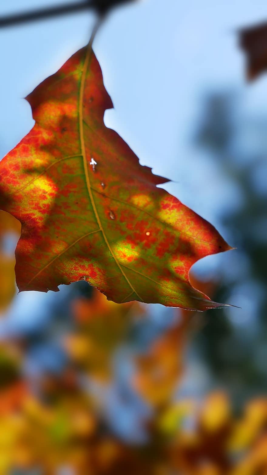 efterår, løv, Efterår, natur, blad, gul, sæson, tæt på, levende farve, træ, multi farvet