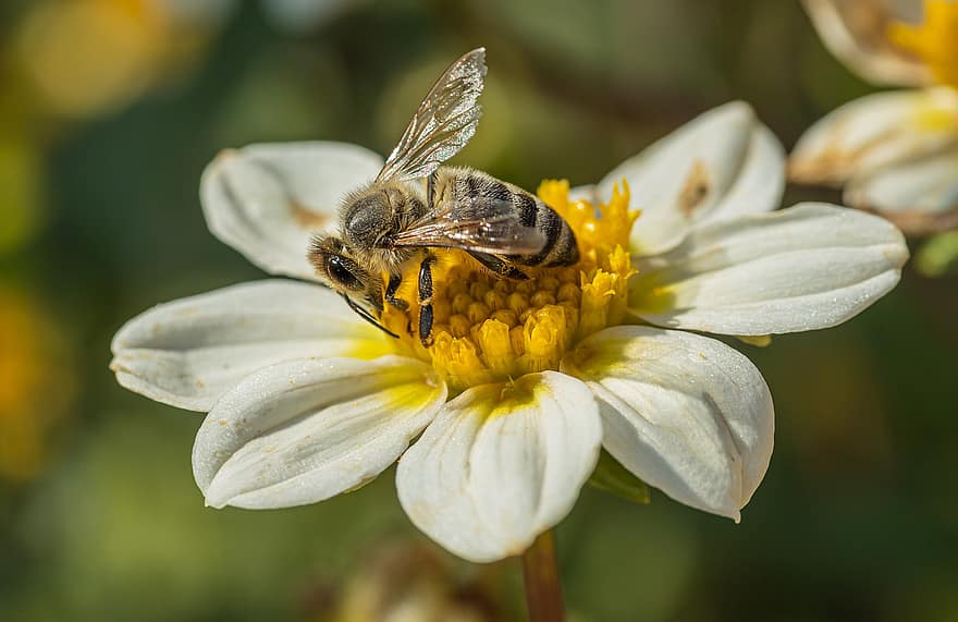 včela, hmyz, sedmikráska, květ, rostlina, flóra, okvětní lístky, pyl, Příroda