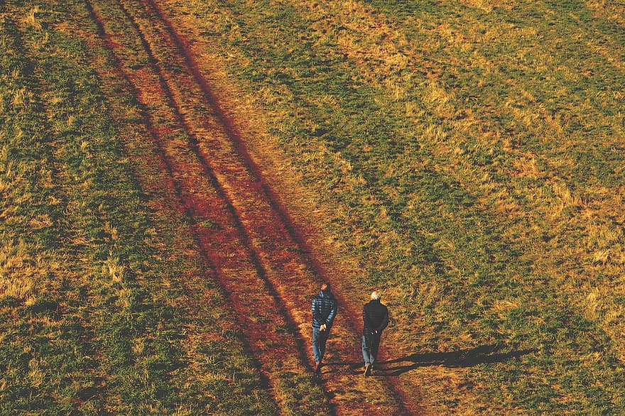 bidang, berjalan-jalan, padang rumput, pemandangan, musim gugur