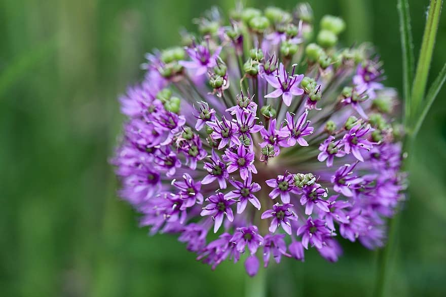 Ornamental Onion, Allium, Leek Blossoms, Purple Flowers, Blossoms, Bloom, Nature, Close Up, close-up, purple, flower
