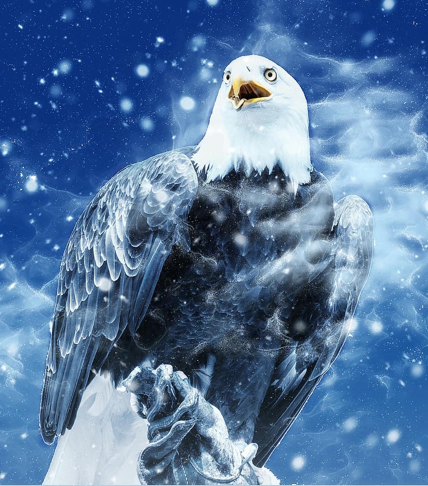 pássaro, Águia, neve, arte, vintage, inverno, natureza, animal, decorativo, arte azul