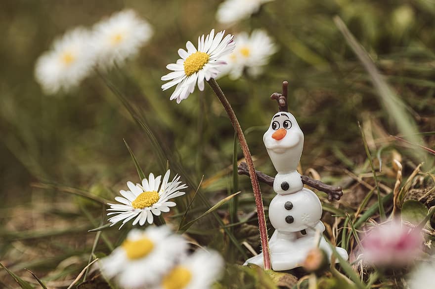 デイジー、雪だるま、オラフ、牧草地、楽しい、春、草、花、夏、可愛い、シーズン